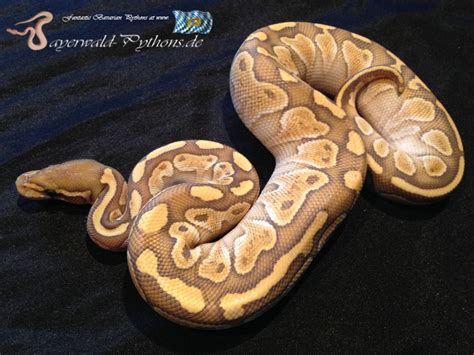 Image result for Hypo Ball Python