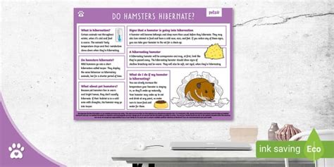 Do Hamsters Hibernate in Summer? - Hamster - Twinkl Pets