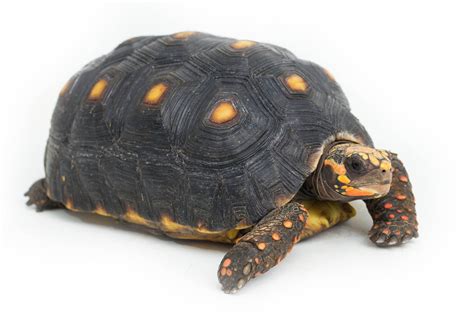 Image result for Tortoise
