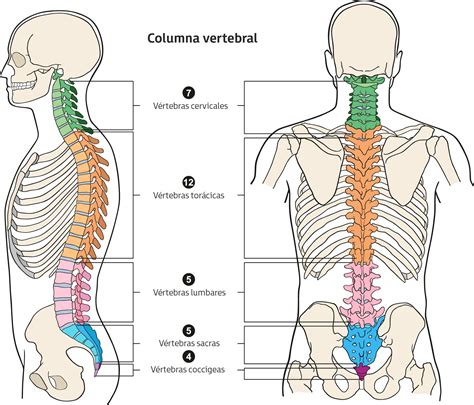 La columna vertebral | Anatomie des körpers, Menschliche anatomie, Menschlicher körper anatomie
