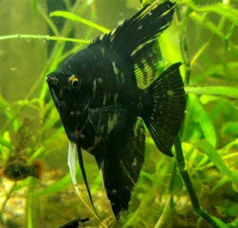 Marbel Angel Fish | FRESHWATERAQUATICA