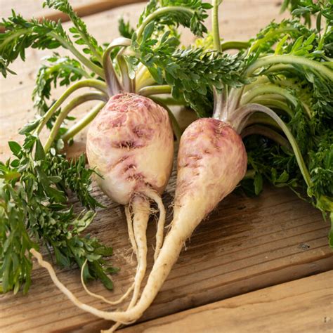 Image result for MACA