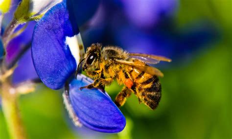 Honey Bee Lifespan: How Long Do Honey Bees Live? - A-Z Animals