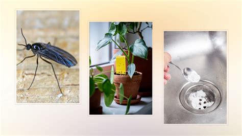 How to get rid of tiny black flies in the house: expert tips | Woman & Home