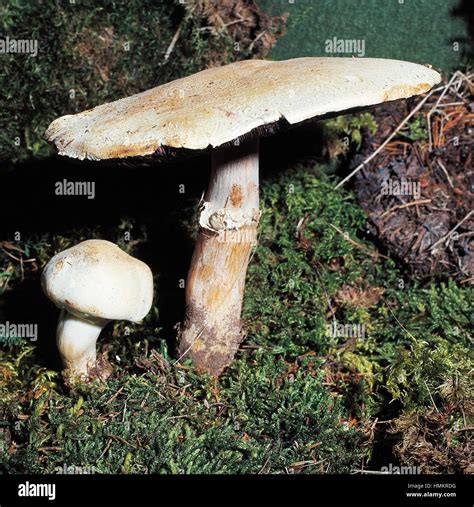 Agaricus Horse Mushroom