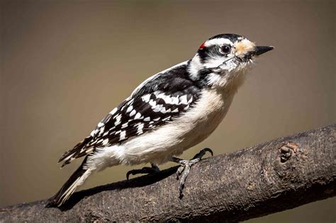 Types Of Woodpeckers In Nebraska at Kathleen Swenson blog
