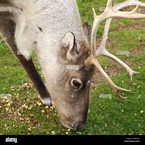 Rudolph Reindeer Stock Photos & Rudolph Reindeer Stock Images - Alamy
