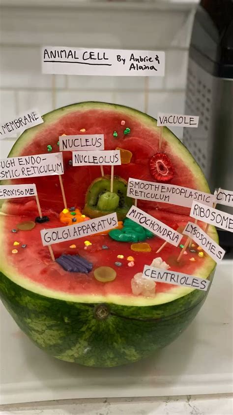 Image result for Animal Cell Model Project