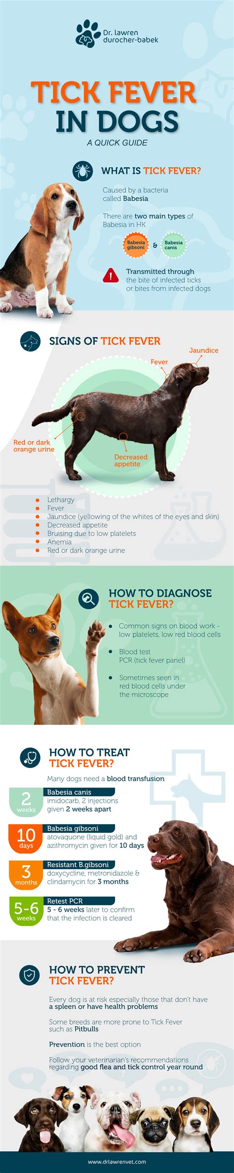 Can Tick Bite Cause Low Platelets In Dogs