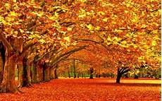 Fall Backgrounds 2019 by Fall Is Coming Time To Get Ready The Solid Signal Fall Backgrounds 2019