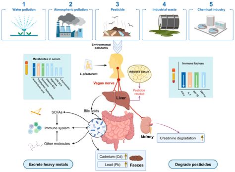 Mechanisms of Health Improvement by Lactiplantibacillus plantarum Based ...