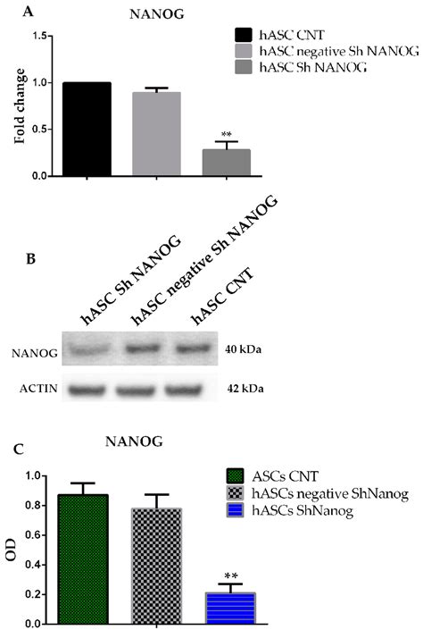 Knockdown of NANOG Reduces Cell Proliferation and Induces G0/G1 Cell ...