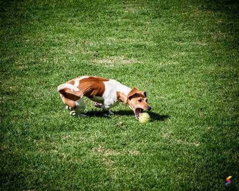 Image result for Fetch Definition