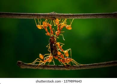 Image result for Dangling Python From a Tree
