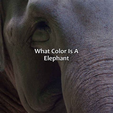 What Colors Do Elephants Come In at Rita Davis blog