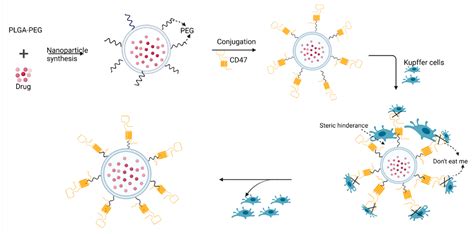 Approaches to Improve Macromolecule and Nanoparticle Accumulation in ...