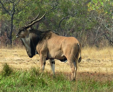 Lord Derby Eland – Wes Hixon Outdoor Adventures