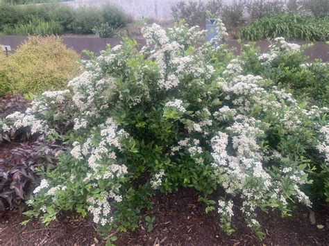 Pyracantha angustifolia Gnome (R) - Gnome Pyracantha, Narrowleaf ...