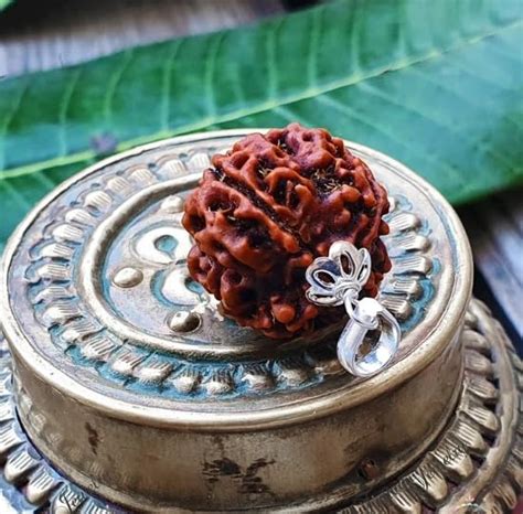 NEXG Natural 4 Mukhi Rudraksha Original Certified Nepali Char Mukhi ...