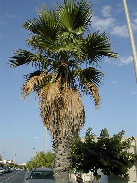 Washingtonia filifera