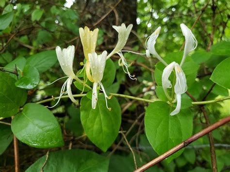 6 Summer Flowering Vines: Embrace the Beauty of Blooming Wines and ...