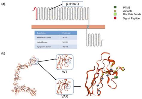 IJMS | Special Issue : OSM/OSMR and Interleukin 6 Family Cytokines in ...