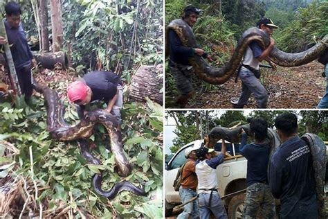 Image result for How to Cook a Python