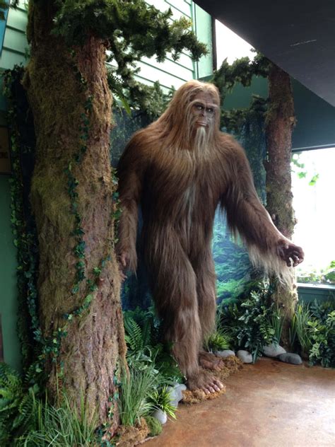 Image result for Bigfoot Found Alive