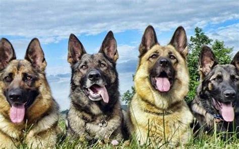 中国本土的4大“狼狗”，每只都帅气凛然！_狼犬