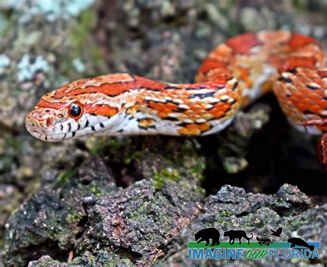 Red Cornsnake – Imagine Our Florida, Inc