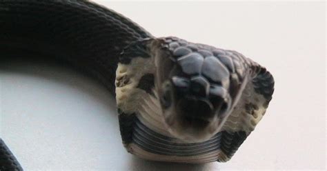 Snakes in China may be source of new coronavirus spreading across the ...