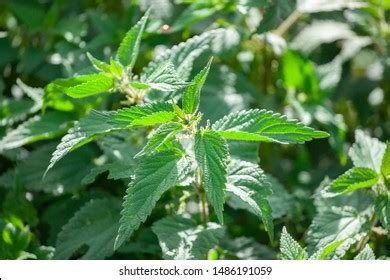 Stinging Nettle Tree 的图像结果