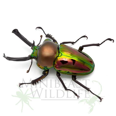 Australian invertebrates - ethical captive breeding | Browse our collection