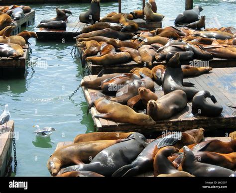 Pier 39 san francisco sea lions hi-res stock photography and images - Alamy
