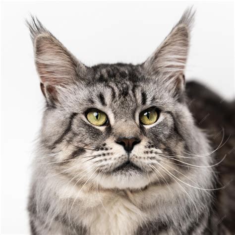 Grey Tabby Maine Coon
