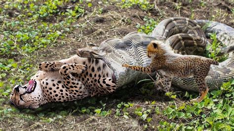 Image result for YouTube Leopard vs Python