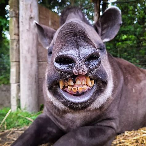 Funniest Animal Pictures In The World