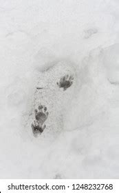 72 Raccoon tracks snow Images, Stock Photos & Vectors | Shutterstock