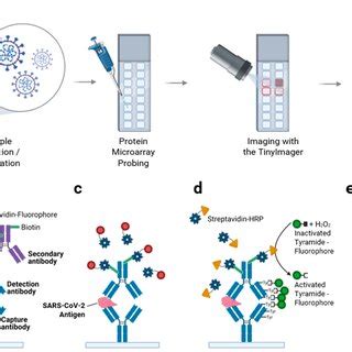 Antibody Microarray Slides 的图像结果