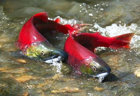 Salmon Habitat Images at Michiko Durbin blog
