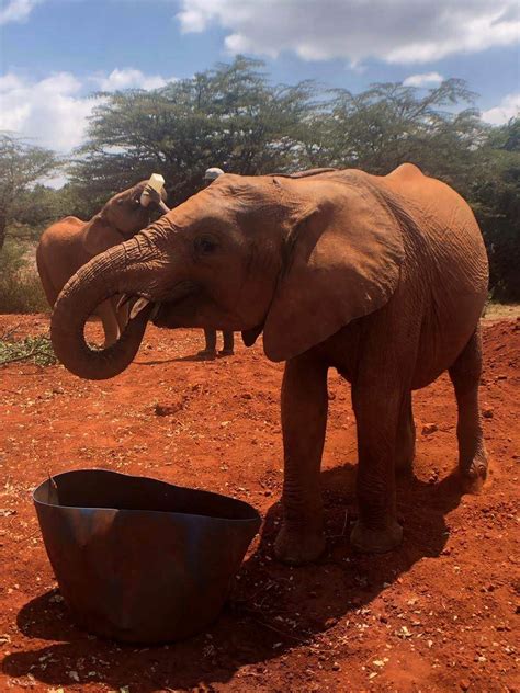 Day tour to Giraffe Centre and Baby Elephants - Klook India