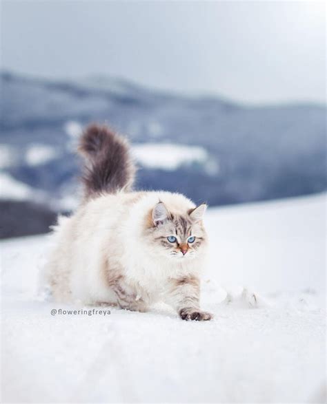 西伯利亚森林猫多少钱?西伯利亚森林猫的养护知识 - 知乎