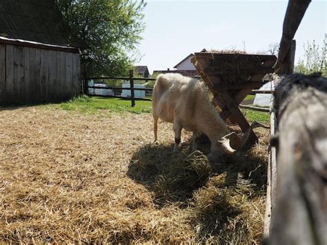 De binnenlandse geit is Capra hircus een soort artiodactyls van het ...