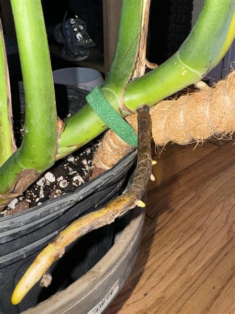 Aerial root? : r/Monstera