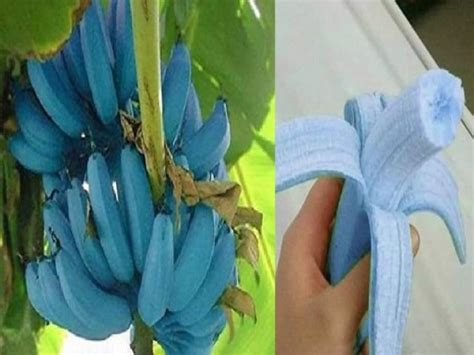 Tasting Blue Java Banana 的图像结果