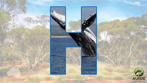 Explore the Australian Animals A-Z List