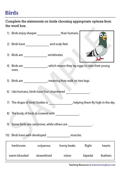 Bird Fly Worksheet 的图像结果