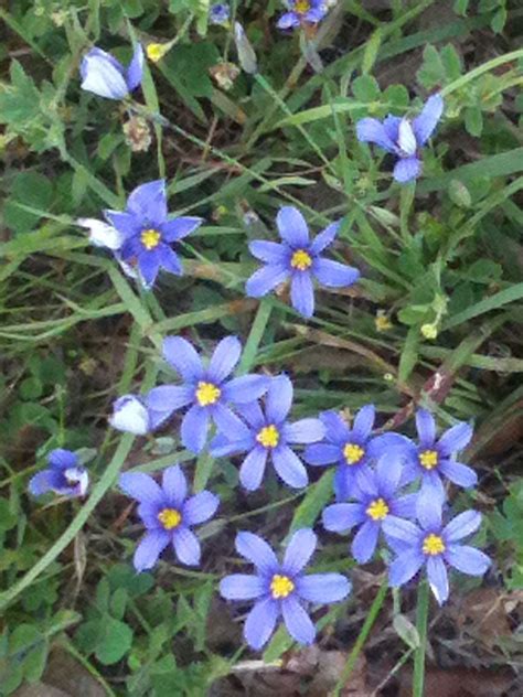 Blue and Yellow Six-Petal Flowers in Lawn