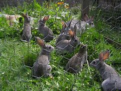 Image result for Farm-Raised Rabbits