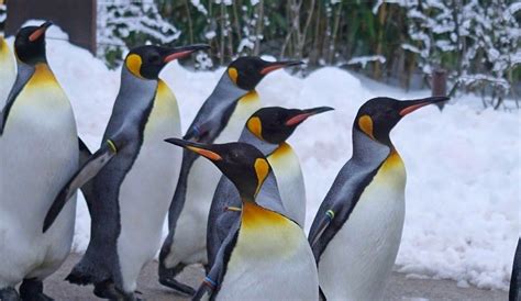 Image result for Linux Development